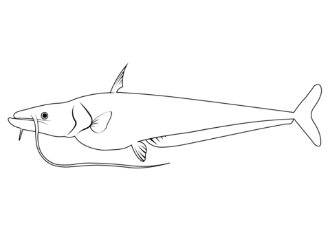 Helicopter Catfish (Wallago Attu) Coloring Page